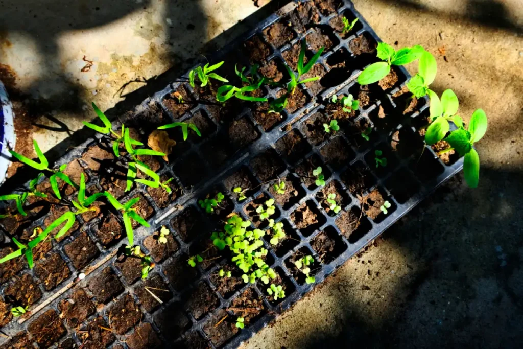 Plants Mulch Calculator