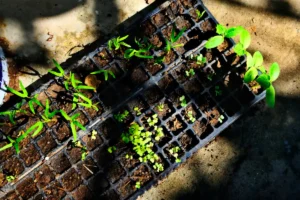 Plants Mulch Calculator
